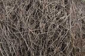 Hay The Old Grass Grey Nature