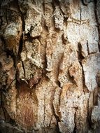 rough surface of tree bark