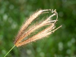 wild flower stalk
