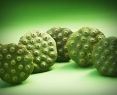 tropical lotus seed heads