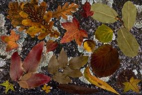 Leaves True Leaves Colorful Dry