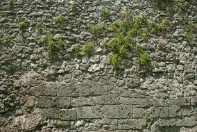 gray stone wall with green plants