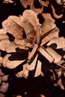 pine cone close up