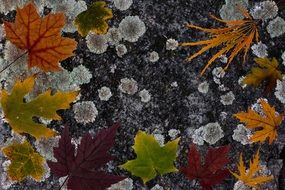 Leafes Tree Leaves Colorful