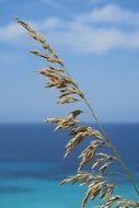 Sea Dried Herbs Seaside Dry