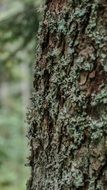 Nature Tree Texture Bark