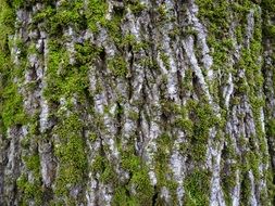 Log Moss Bark Net Bark Bemoost