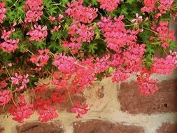 bush of pink flowers