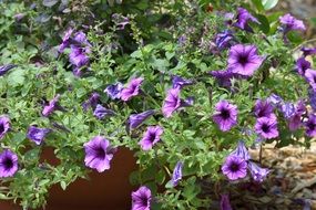 Floral Flowers Colorful Bloom