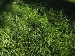 Lawn Green Landscape Ground