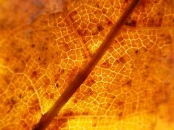 yellow leaf with small cracks close up
