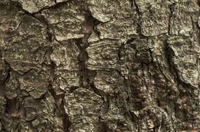 Bark Tree Bark Background Wood