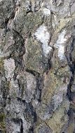 Tree Background Texture Wood