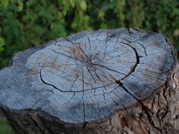 Stump Deck Tree Texture