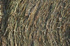 harvested grass bale