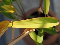 autumn leaves of potted plant