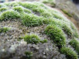 Moss Wall Stone Nature Texture