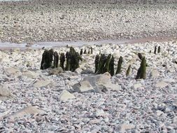 white stone beach