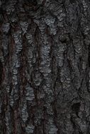 Pine Tree Background