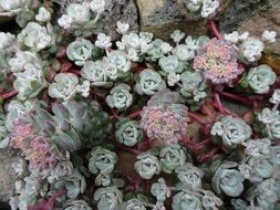 Rock Plant Garden Flourishes