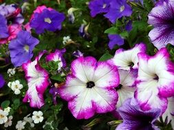 closeup view of purple and violet blossoms in garden bed