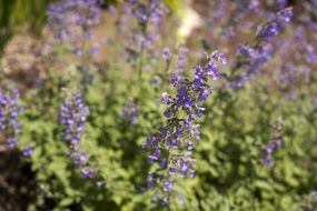 Flowers Purple Green Backgrounds