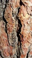 wallpaper with pine tree bark