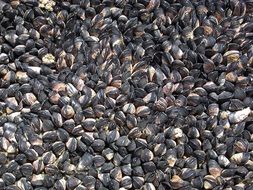 background with millions of mussels