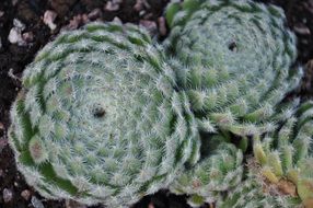 Cactus Closeup Flowers Green