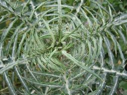 Background Close Thistle Green