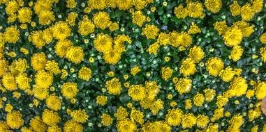 Flowers Nature Yellow Abstract