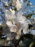 wallpaper with flowering apple tree