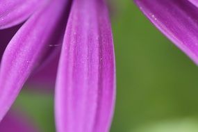 close up of purple flower petals
