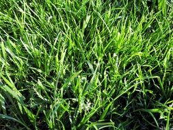 fresh green meadow grass