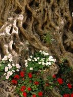 Wood Root Crust Flora Flowers