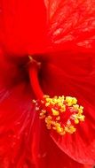 Hibiscus Texture Plant Fruit