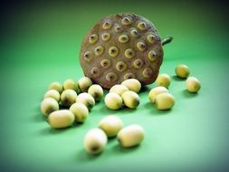 stalk with lotus seeds on a green surface