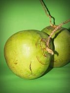 green coconut with a branch on a green background