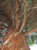 Trees Bark Rough Trunk Nature