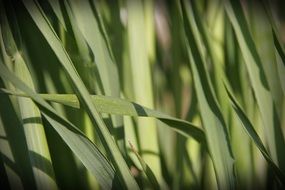 Grass Green Nature Leaves Plant