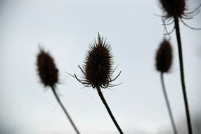 Thistle Blue Background Shadow