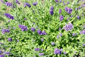 Flowers Blue Violet Nature