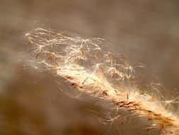 fluffy wild flower