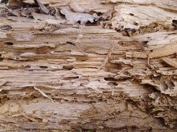 wood fiber structure