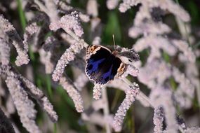 Blue Pansy White Background White