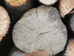 tree trunk with small cracks close up