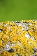 Texture Outdoor Green Moss