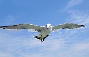 Seagull Jeju Island Udo