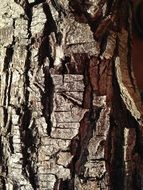 Bark Tree Texture Trunk