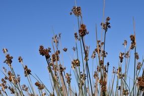 Background Grass Bush Spur Wild